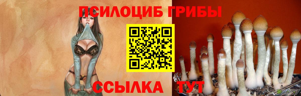 Псилоцибиновые грибы Psilocybine cubensis Майский
